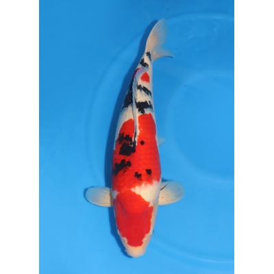 KGE.07 SANKE SFF - SAKAI KGE.07 SANKE SFF - SAKAI